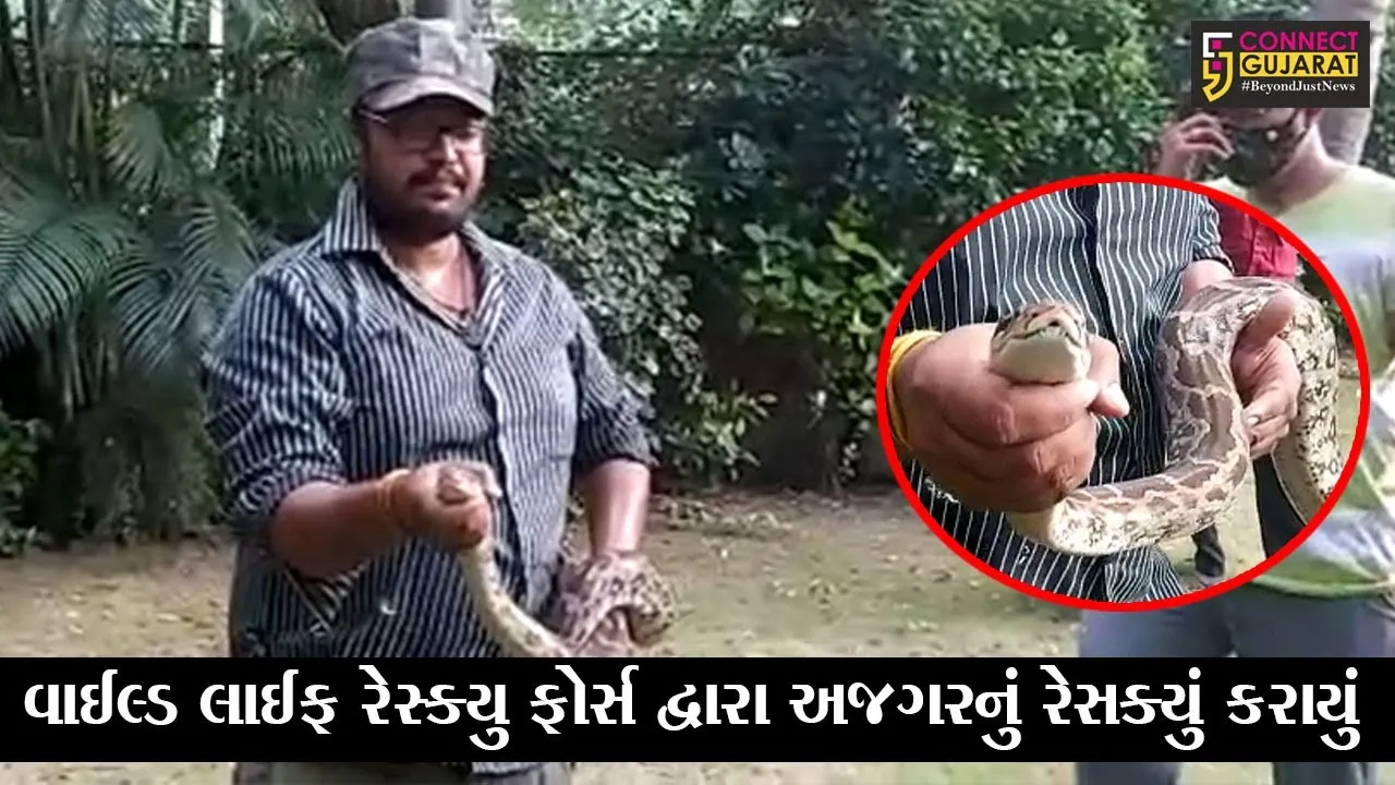 અમદાવાદ : બોડકદેવના રહેણાંક વિસ્તારમાં અજગર આવી ચઢ્યો, જુઓ અજગરનું “LIVE” રેસક્યું