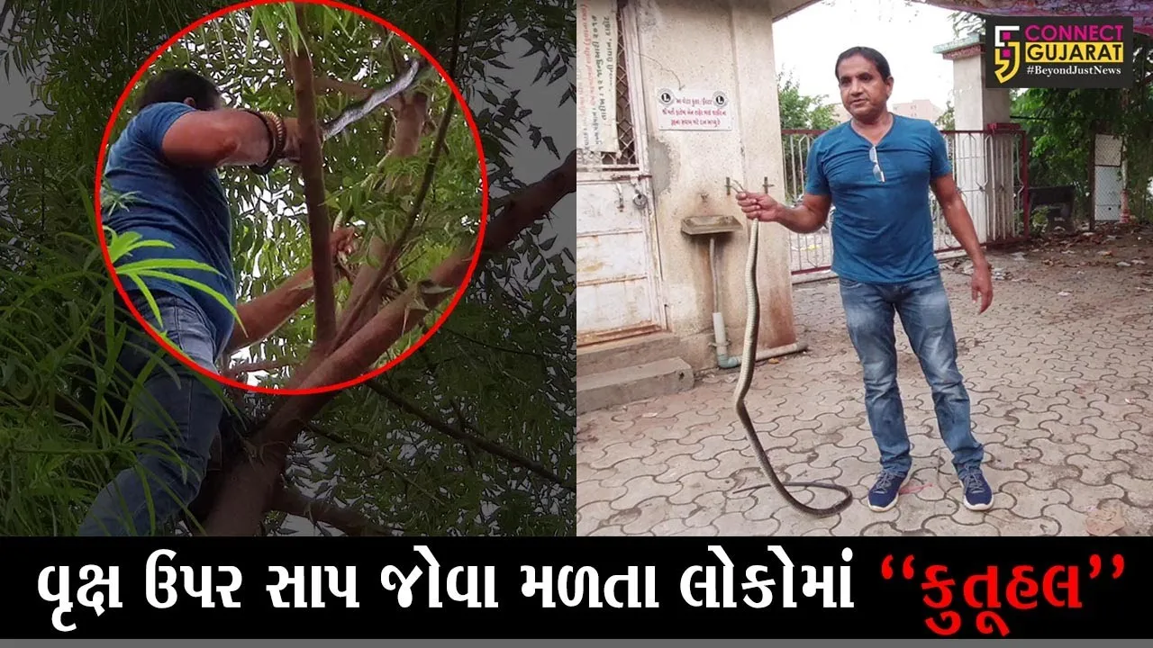 દાહોદ : રાત્રિ બજાર નજીક વૃક્ષ પરથી 7 ફૂટ લાંબા સાપનું કરાયું રેસક્યું, જુઓ “LIVE” દ્રશ્યો...