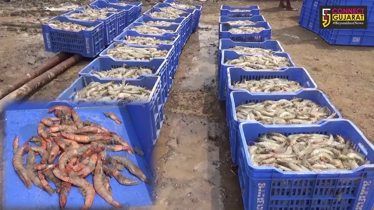સુરત : ઝીંગા ઉછેર કરતાં ખેડૂતોની છેલ્લા 3 વર્ષથી બેઠી છે પનોતી, જાણો શું છે કારણ..!