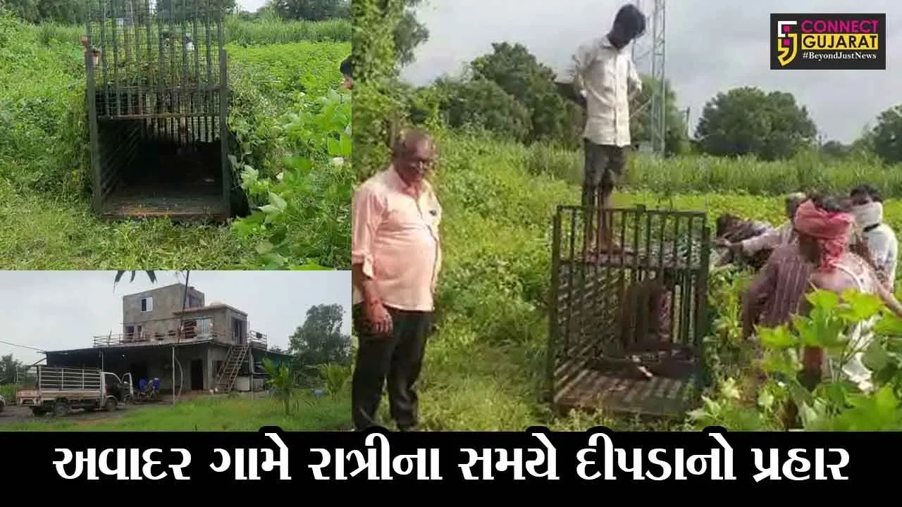 અંકલેશ્વર : અવાદર ગામે રાત્રીના સમયે દીપડાનો પ્રહાર, ત્રણ પશુઓને ફાડી ખાધા