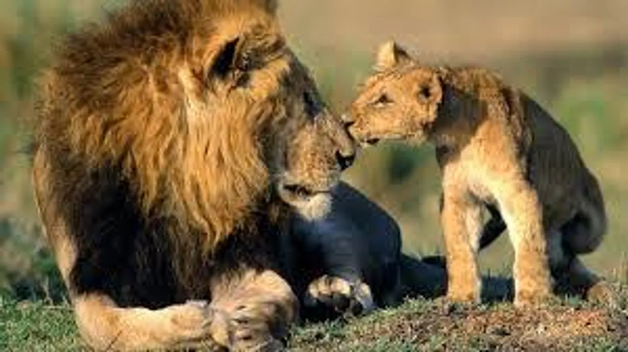World Animal Day 2020 : જાણો કેમ 4 ઓકટોબરના રોજ વિશ્વ પ્રાણી દિવસ ઉજવાય છે