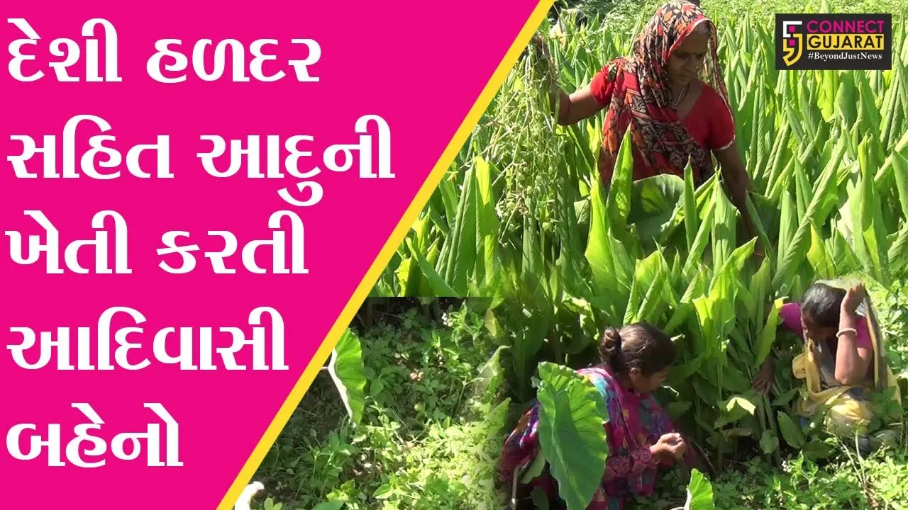 અરવલ્લી : ત્રિપલ “P”ના મંત્રથી આત્મનિર્ભર બની આદિવાસી બહેનો, જુઓ મહિલાઓએ શેની કરી ખેતી..!
