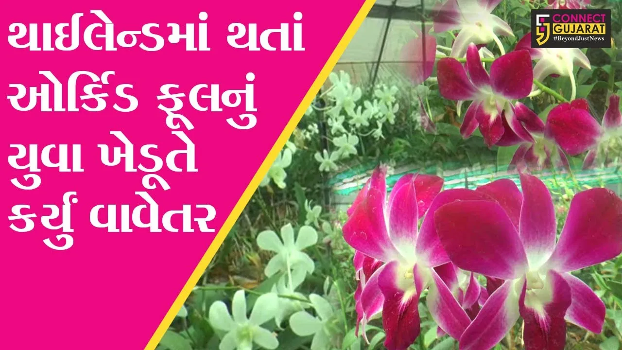 અંકલેશ્વર : થાઈલેન્ડમાં થતાં ઓર્કિડ ફૂલનું સજોદના યુવા ખેડૂતે કર્યું વાવેતર, જાણો કેવી રીતે