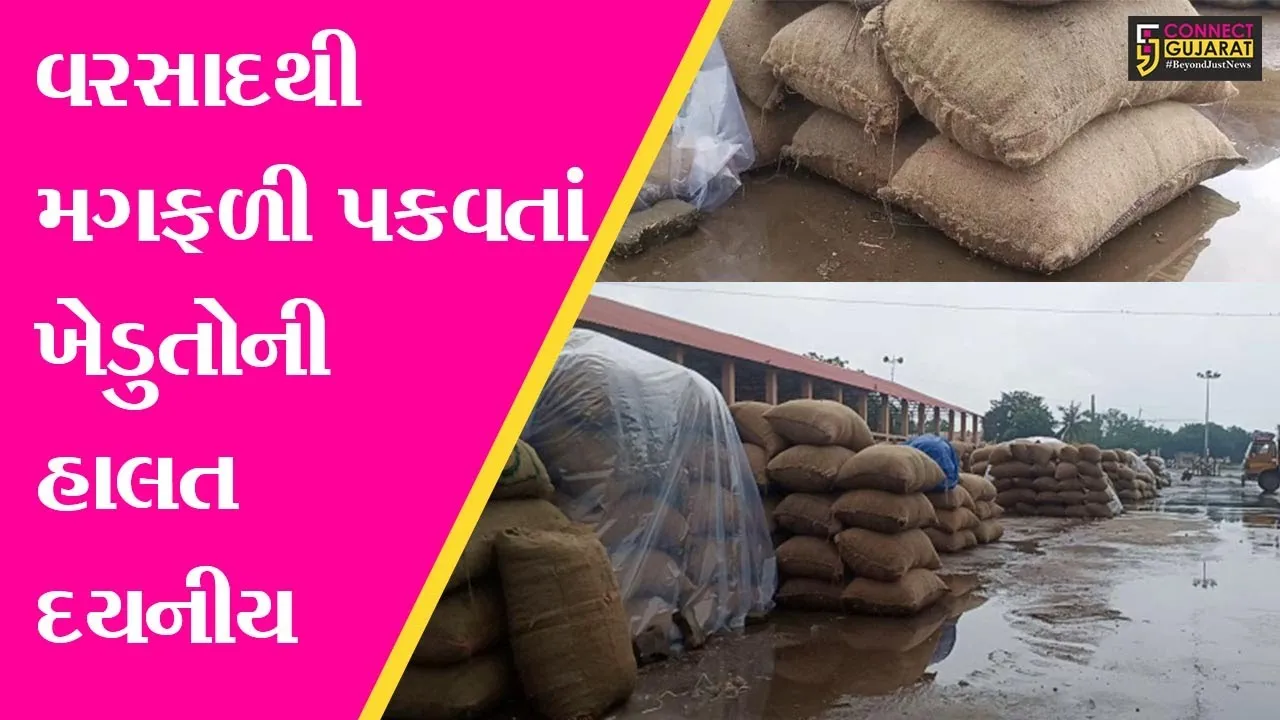 ભાવનગર : કમોસમી વરસાદથી માર્કેટયાર્ડમાં લવાયેલી મગફળીનો પાક પલળી ગયો