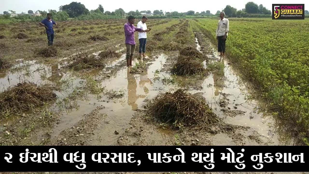 અમરેલી : બાબરા તાલુકામાં ભારે વરસાદે સર્જી અતિવૃષ્ટિ, કપાસ-મગફળીના પાકને વ્યાપક નુકશાન