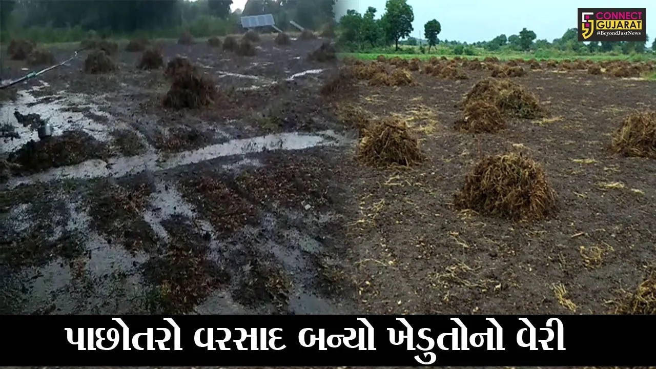 અમરેલી : ખાંભા પંથકમાં ત્રણ દિવસથી વરસાદી માહોલ, ખેડુતોના લલાટે ચિંતાની લકીરો
