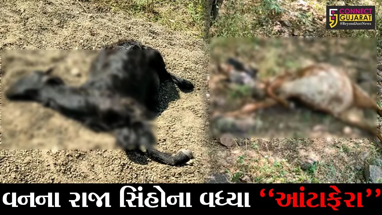 ભાવનગર : માલવણ ગામે સિંહ પરિવાર ત્રાટક્યો, 7થી વધુ પશુનું મારણ થતાં વન વિભાગ દોડ્યું
