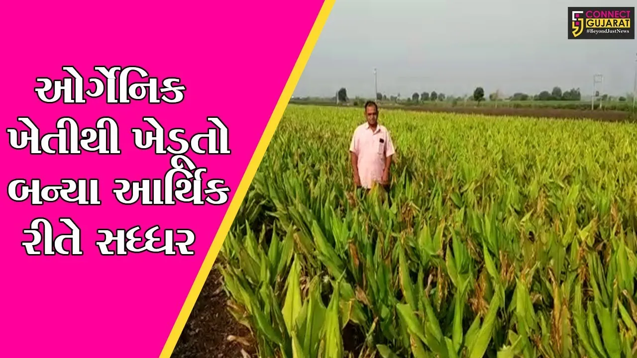 રાજકોટ : જેતપુરના ખિરસરા ગામે થતી ઓર્ગેનિક ખેતી, જંતુનાશક દવાના બદલે માત્ર છાણના ખાતરનો વપરાશ