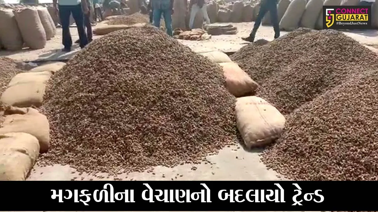 રાજકોટ : જેતપુર માર્કેટીંગ યાર્ડના બદલે ખેડુતો હવે ઓપન બજારમાં વેચી રહયાં છે મગફળી
