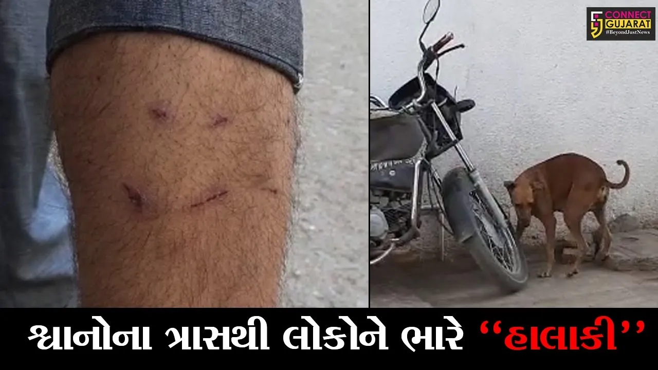 અમરેલી : બગસરામાં એક જ મહિનામાં 36 લોકોને “શ્વાન” કરડ્યા, લોકોમાં ફેલાયો ભયનો માહોલ