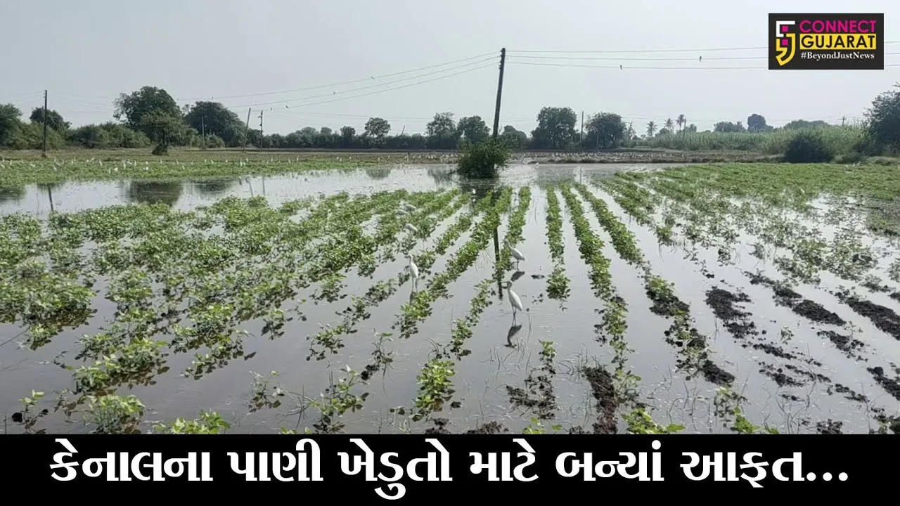 ભરૂચ : થામ ગામ નજીક કેનાલ થઇ ઓવરફલો, ખેડુતોના લલાટે ચિંતાની લકીરો
