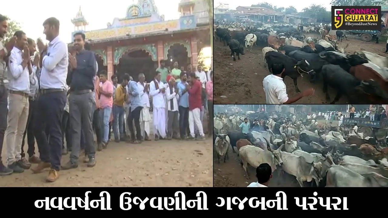 અરવલ્લી: ગાયોના સ્વાસ્થ્ય માટે ગાયો ભડકાવવાની પ્રથા, પશુના ટોળાં વચ્ચે ફોડાય છે ફટાકડા