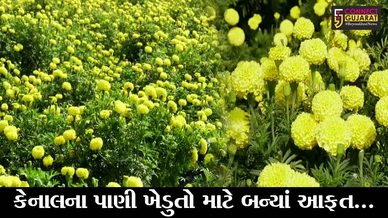 આણંદ : મંદીના માહોલ વચ્ચે ખેડૂતો માટે આવ્યા સારા દિવસો, હજારી ગોટાની ખેતી કરી મેળવી બમણી આવક