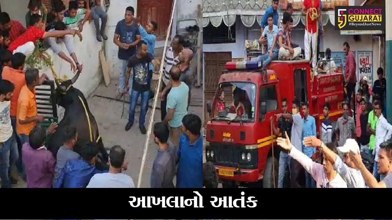 નડિયાદ : આખલો ગાંડો થતાં આધેડને અડફેટે લીધો, વ્યક્તિનું સ્થળ પર જ મોત