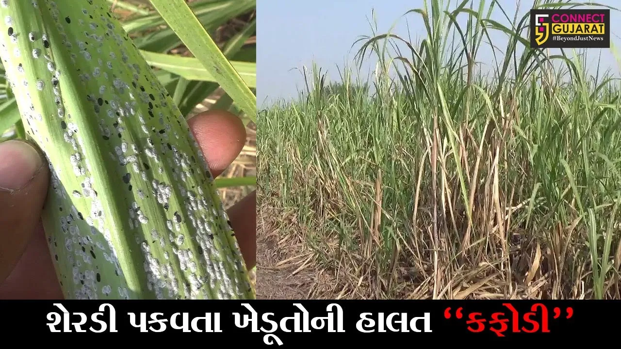 સુરત : શેરડીમાં આવી “વ્હાઇટ ફ્લાય” નામની જીવાત, જુઓ કેવી રીતે પહોચાડે છે શેરડીના પાકને નુકશાન..!