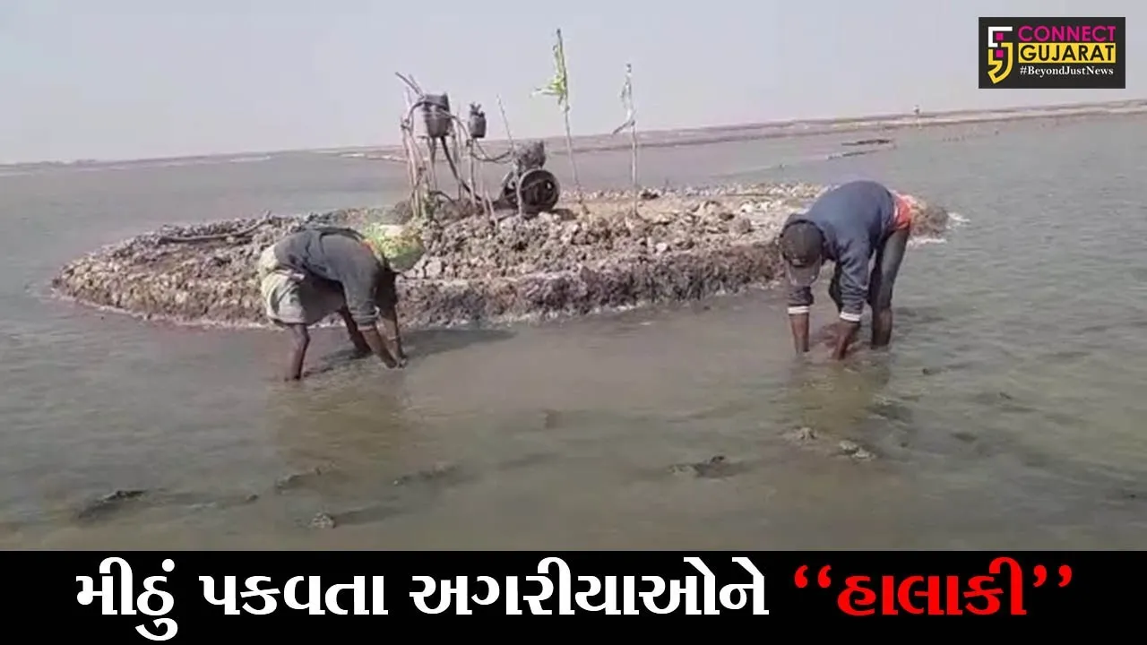 સુરેન્દ્રનગર : ખારાઘોડા રણમાં ફરી વળ્યું નર્મદા કેનાલનું પાણી, અગરીયાઓને મોટાપાયે નુકશાની વેઠવાનો વારો