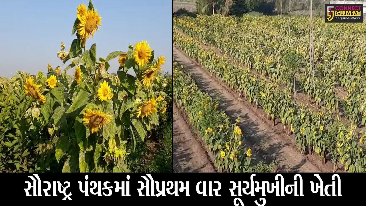 રાજકોટ : જામકંડોરણાના એક ગામના ખેડૂત દંપતીએ સૂર્યમુખીની ઓર્ગેનિક ખેતીનો કર્યો પ્રયોગ