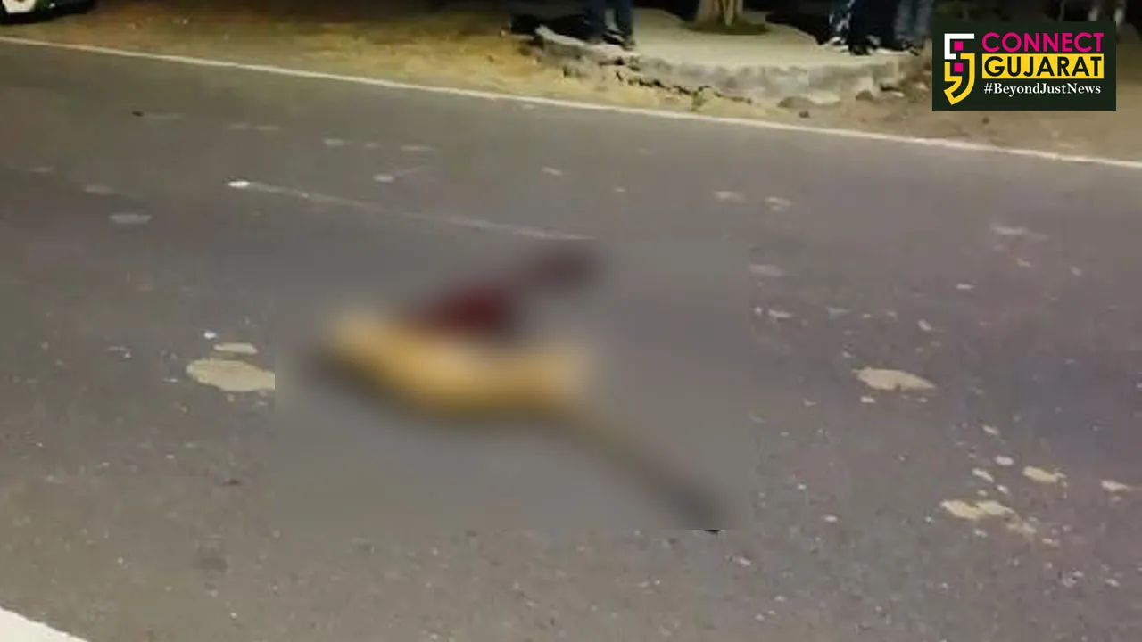 પંચમહાલ : પાવાગઢ નજીક અજાણ્યા વાહનની ટક્કરે દીપડાનું મોત, વન વિભાગે હાથ ધરી કાર્યવાહી