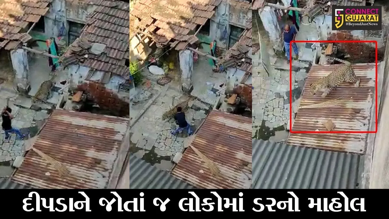 રાજકોટ : ગોંડલમાં દીપડાનો આતંક “Live”, જુઓ રહેણાંક વિસ્તારમાં કેવી મચાવી ધમાલ..!