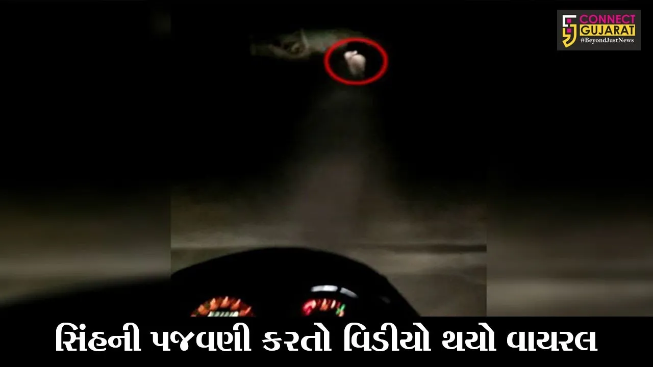 ગીર સોમનાથ : સિંહની પાછળ હોર્ન વગાડી બાઇક દોડાવી, સિંહોની પજવણીથી લોકોમાં રોષ