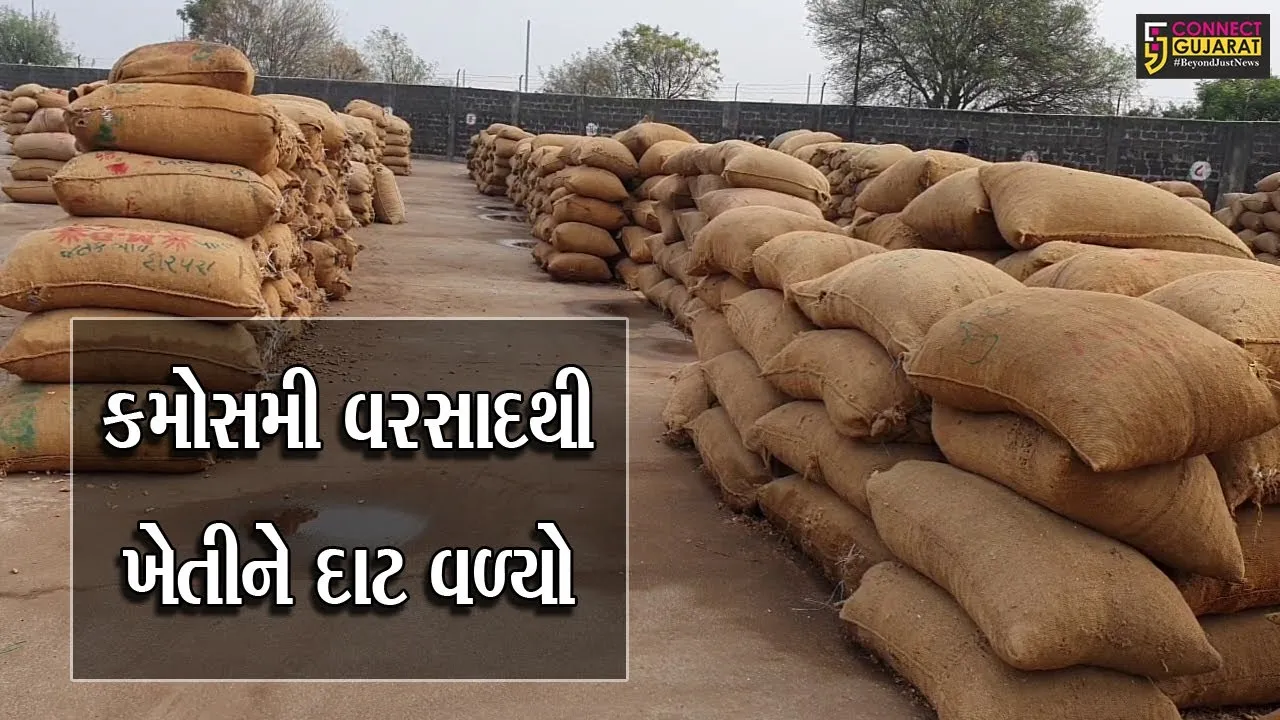 રાજકોટ : જેતપુર પંથકમાં કમોસમી વરસાદથી માર્કેટિંગ યાર્ડની મગફળીને નુકશાન