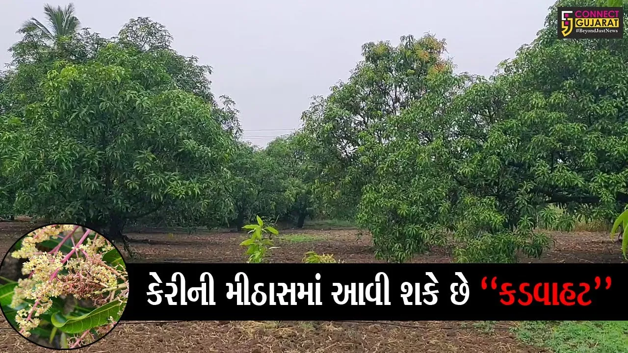 વલસાડ : “બાવાના બેવ બગડ્યા” જેવી થઈ ખેડૂતોની સ્થિતિ, કમોસમી વરસાદના કારણે કેરીના પાકને નુકશાન થવાની ભીતિ