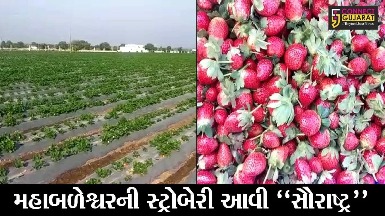 રાજકોટ : હવે સૌરાષ્ટ્રમાં પણ થાય છે મહાબળેશ્વરની “સ્ટ્રોબેરી”, જુઓ ગોમટાના ખેડૂતને કેવી રીતે આવ્યો વિચાર..!