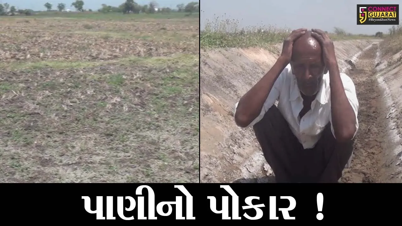 સુરત : ઓલપાડ તાલુકાના ખેડૂતોને સિંચાઈના રોટેશન શરૂ થયાના 25 દિવસે પણ પાણી ન મળતાં રોષ, જુઓ શું કહ્યું ધરતીના તાતે