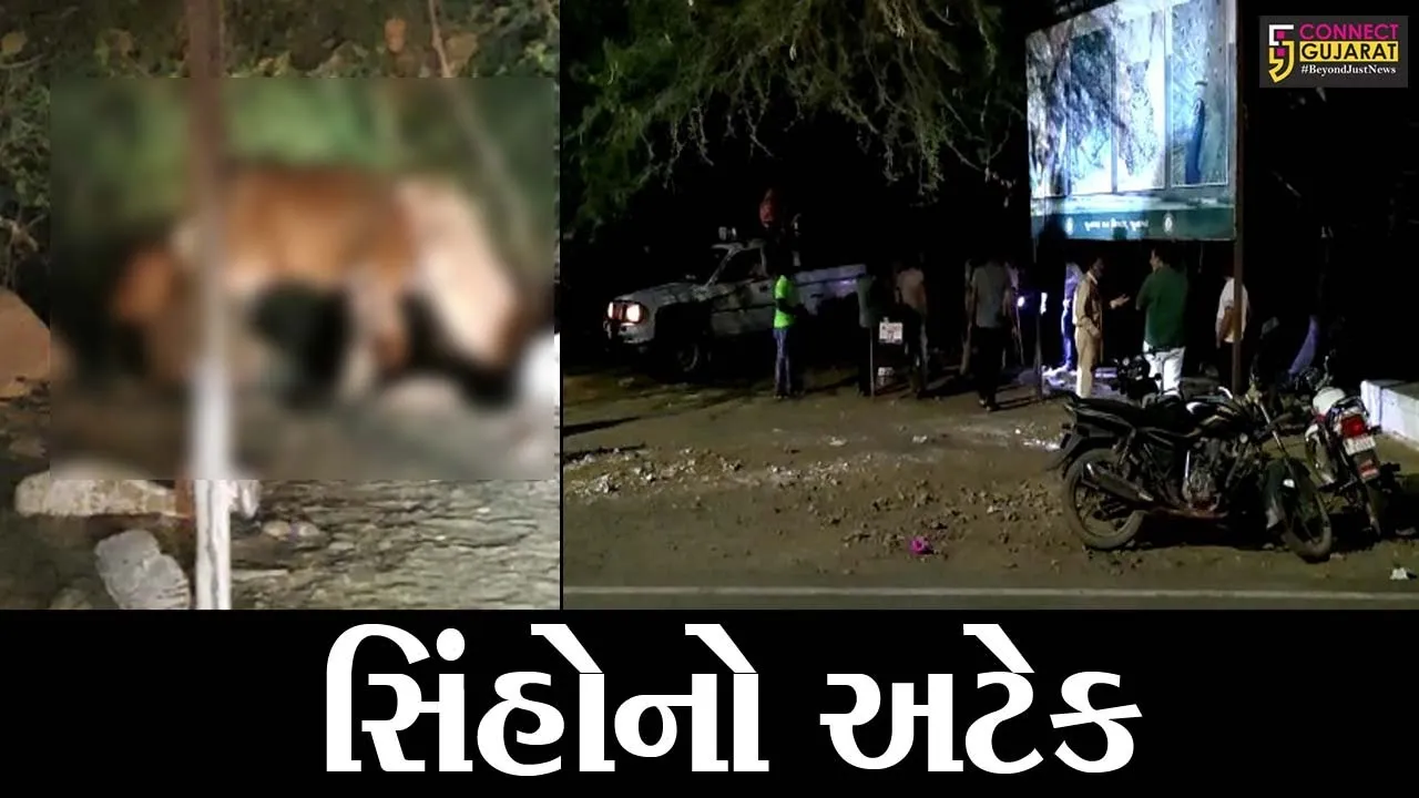 જુનાગઢ : ભવનાથમાં સિંહોએ મારણ કરી મિજબાની માણી, લોકટોળાએ લાઈવ દ્રશ્યો નિહાળ્યા
