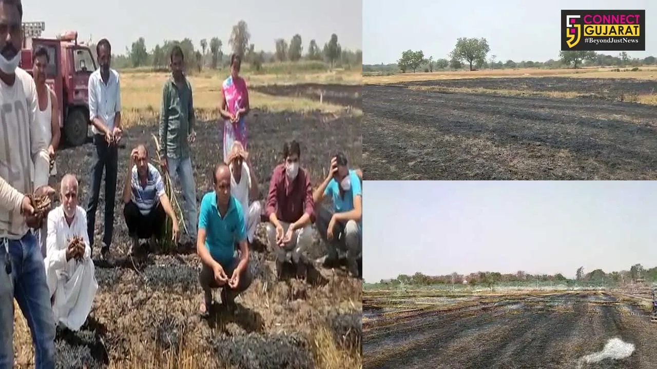 મહિસાગર : લુણાવાડાના ગધનપુરમાં ઘઉંના ખેતરમાં ભીષણ આગ, ખેડૂત બેહાલ