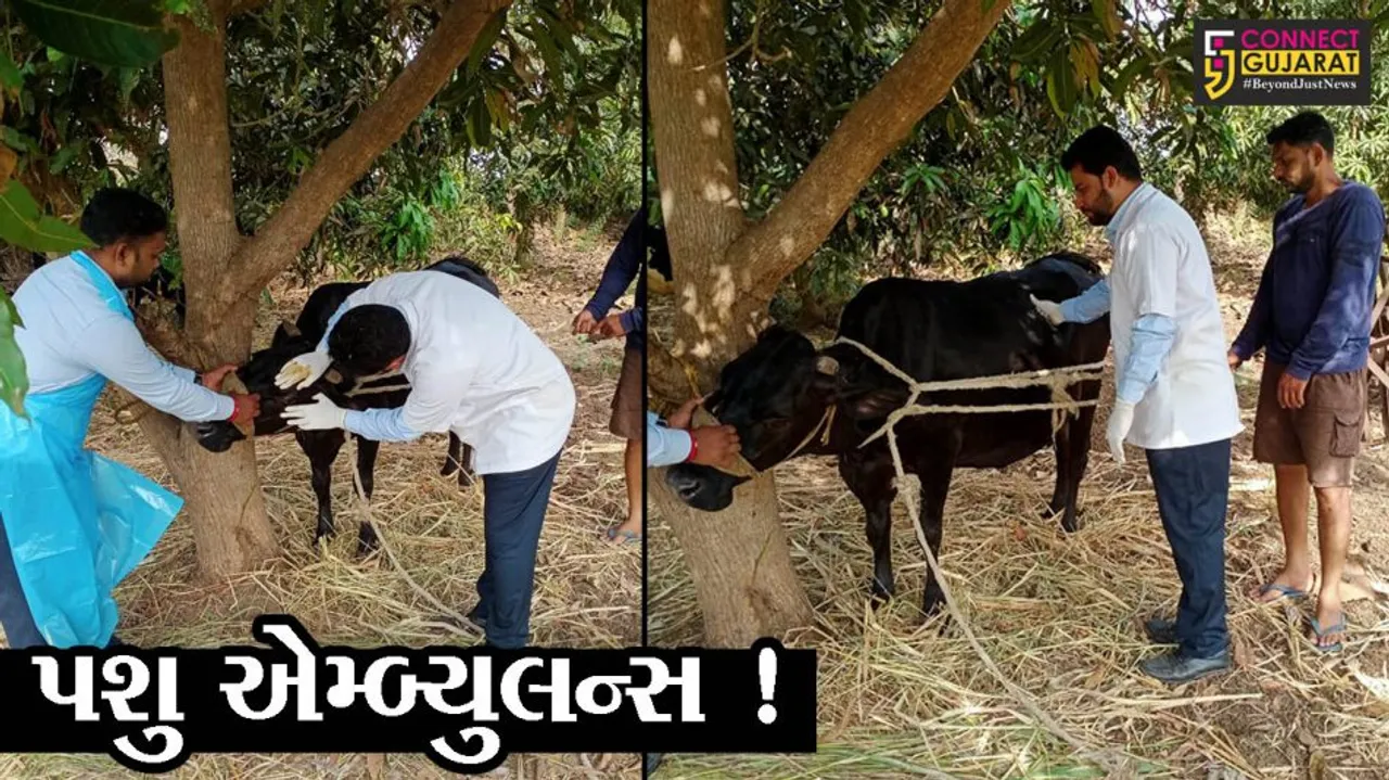 સુરત: સુમુલ ડેરીનો નવતર પ્રયોગ, અબોલ પશુઓને મળશે 24 ક્લાક સારવાર, જુઓ કઈ સેવા શરૂ થશે