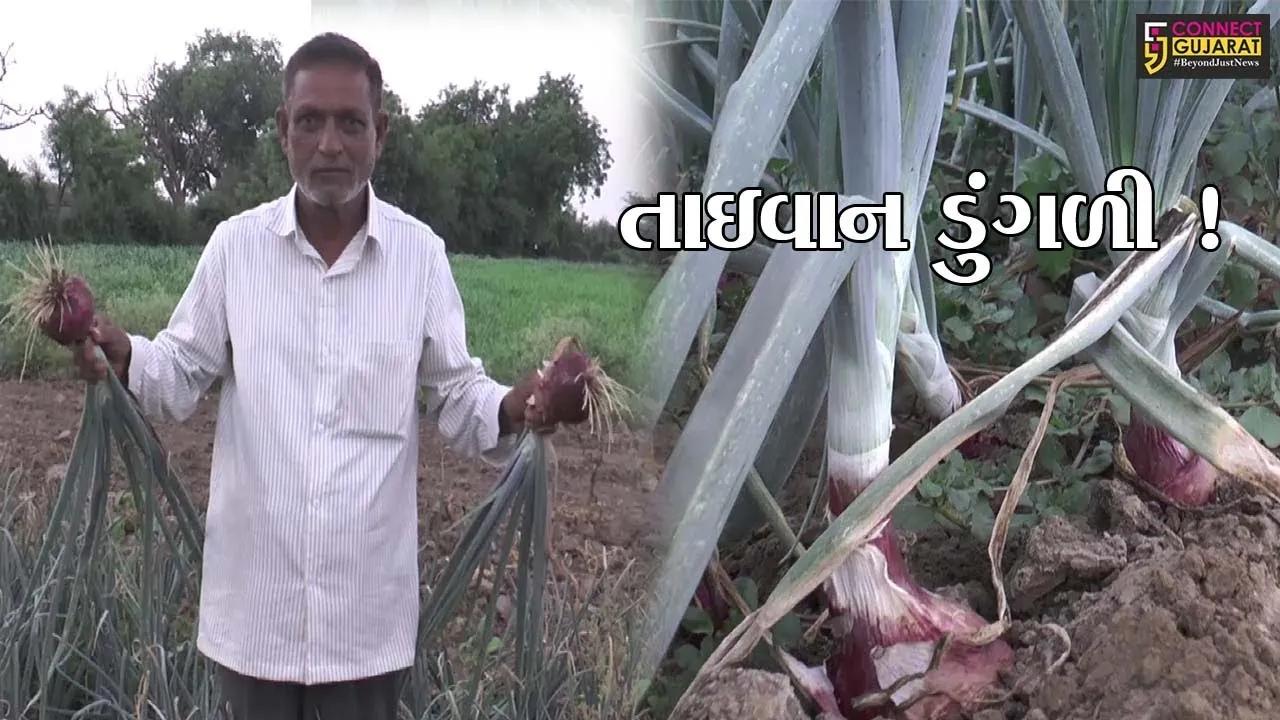 સાબરકાંઠા: પ્રાંતિજના ખેડૂતે તાઇવાન ડુંગળી વાવી અખતરો કર્યો, જુઓ શું હોય છે વિશેષતા