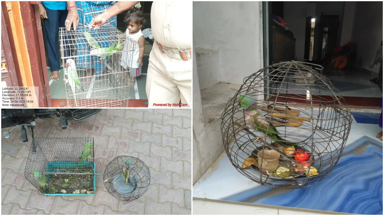 વડોદરા : ગેરકાયદેસર રીતે લોકોએ કેદ રાખ્યા હતા વન્યજીવો, GSPCA-વન વિભાગે દરોડા પાડી 100થી વધુ વન્યજીવોને મુક્ત કરાવ્યા
