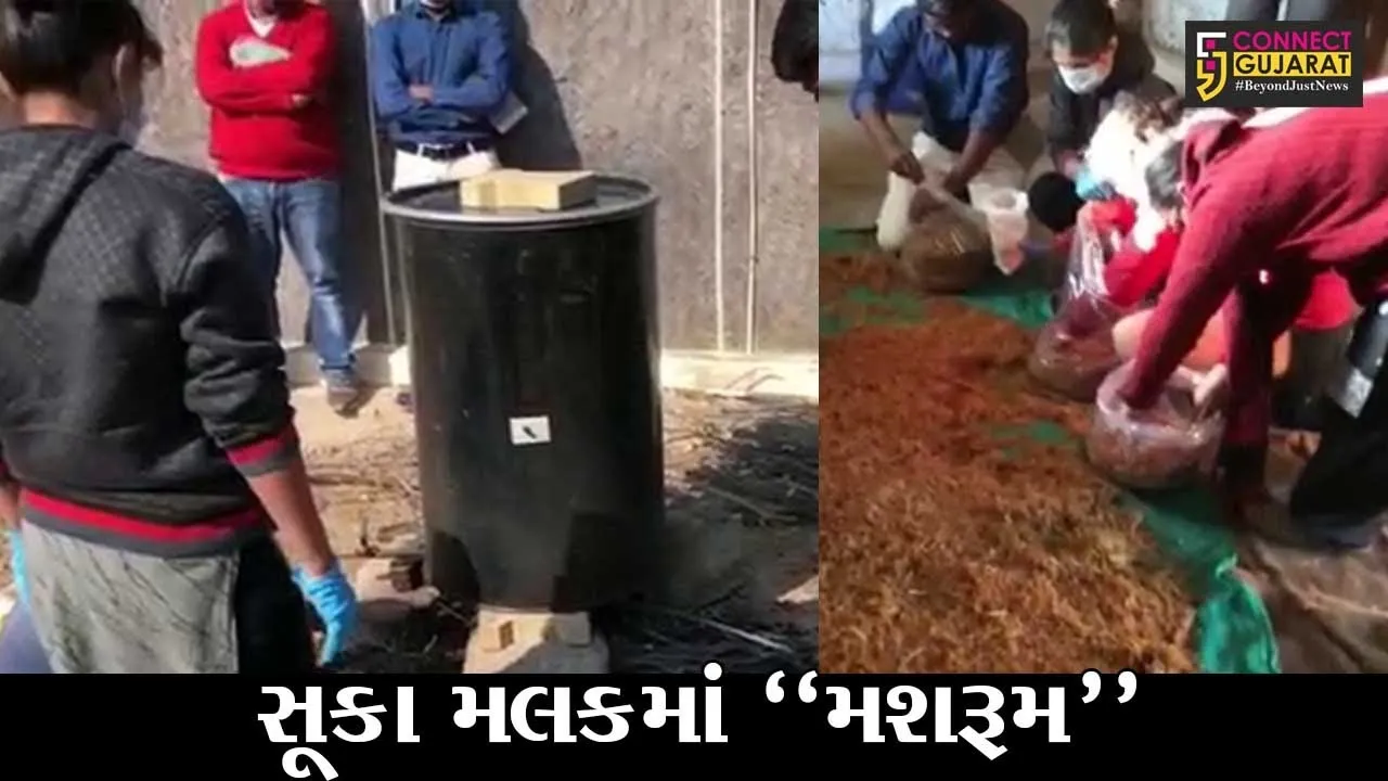 કચ્છ : સફરજનના સફળ વાવેતર બાદ હવે સૂકા રણપ્રદેશમાં થયું મશરૂમનું ઉત્પાદન, GUIDEના વૈજ્ઞાનિકોને મળી સફળતા
