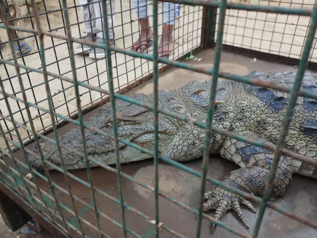 ભરૂચ : રતનપુર ગામની સિમમાંથી 6 ફૂટ લાંબો મગર પાંજરે પુરાયો, ગ્રામજનોએ લીધો રાહતનો શ્વાસ