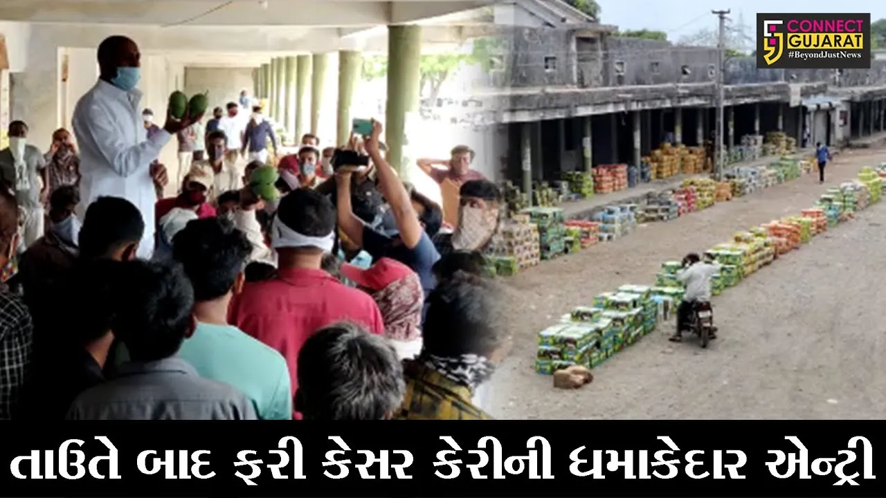 ગીર-સોમનાથ : તાઉતે વાવાઝોડા બાદ તાલાલા માર્કેટ યાર્ડમાં ફરીથી કેસર કેરીની માંગ વધતા ખેડૂતોમાં આનંદ