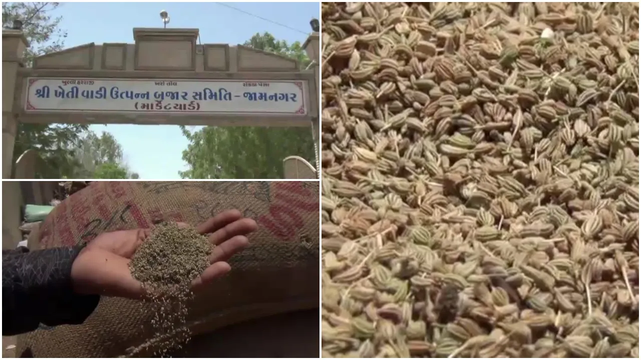 જામનગર : હાપા માર્કેટિંગયાર્ડમાં અજમાની આવકમાં વધારો, ઉંચો ભાવ મળતા ખેડૂતોમાં ખુશીનો માહોલ