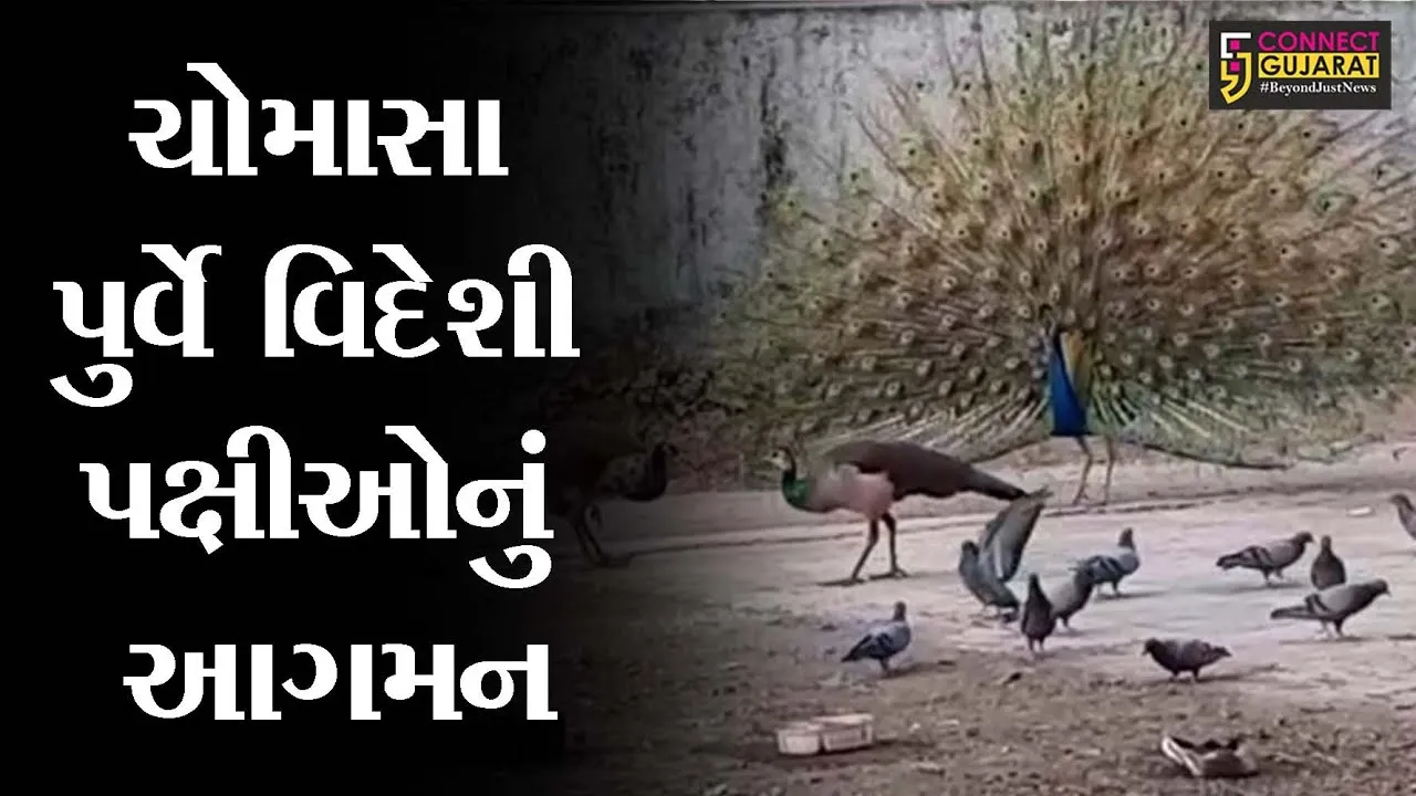 ભરૂચ: ગેલાણી તળાવ નજીક ચોમાસાની ઋતુ પૂર્વે વિદેશી પક્ષીઓનું આગમન,જુઓ મનમોહક દ્રશ્યો