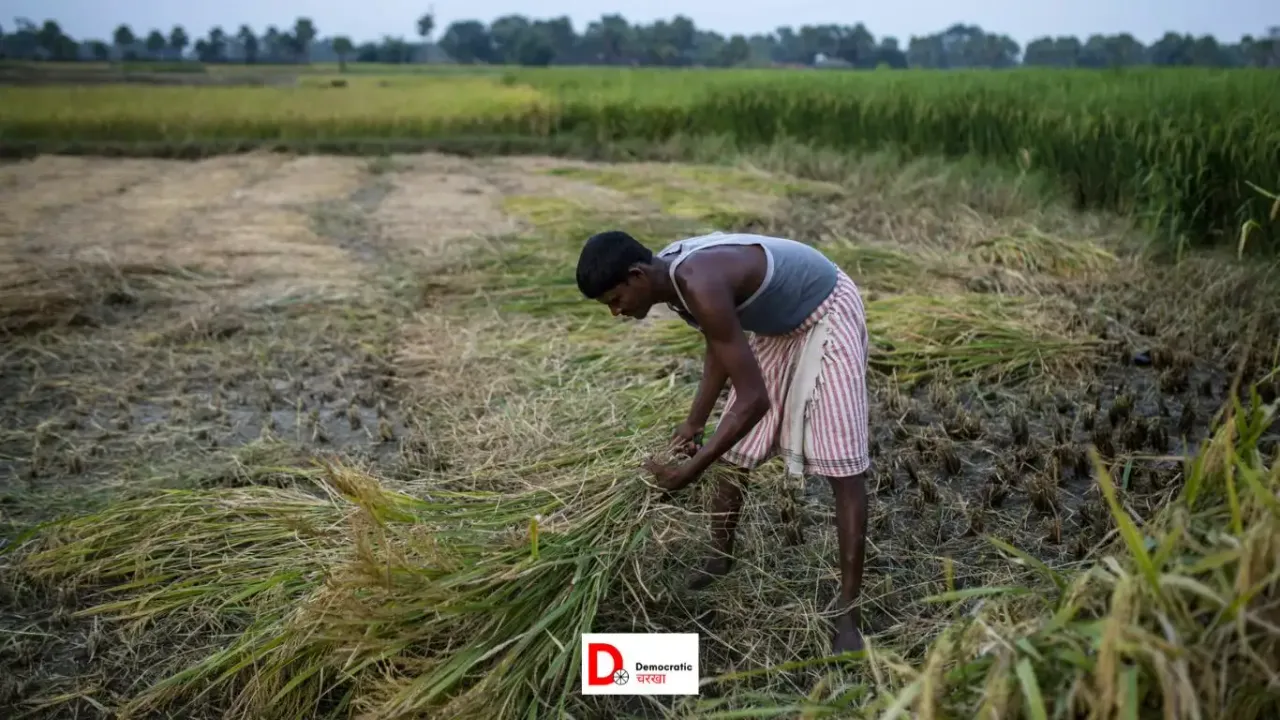 धान की खरीद में पिछड़ा बिहार, लक्ष्य से कोसो दूर