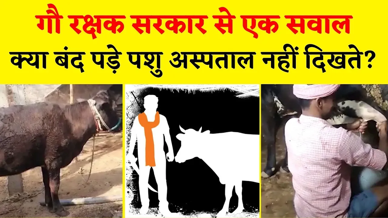 बेगूसराय में पशु चिकित्सालय कार्यरत नहीं, इलाज के अभाव में मवेशियों की मौत