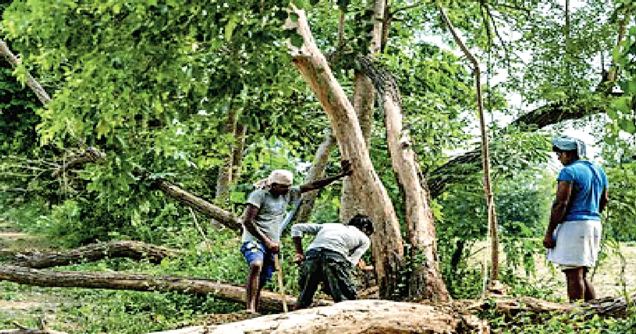 पेड़ों को ट्रांसप्लांट कर दूसरे जगह लगाना असफ़ल, अधिकांश पेड़ सूखे