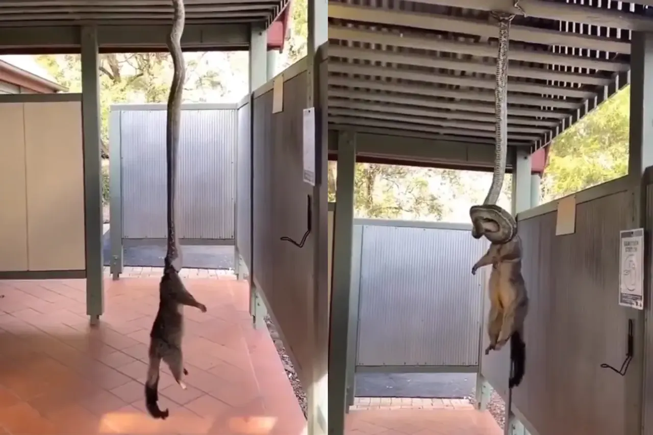 Animal Video