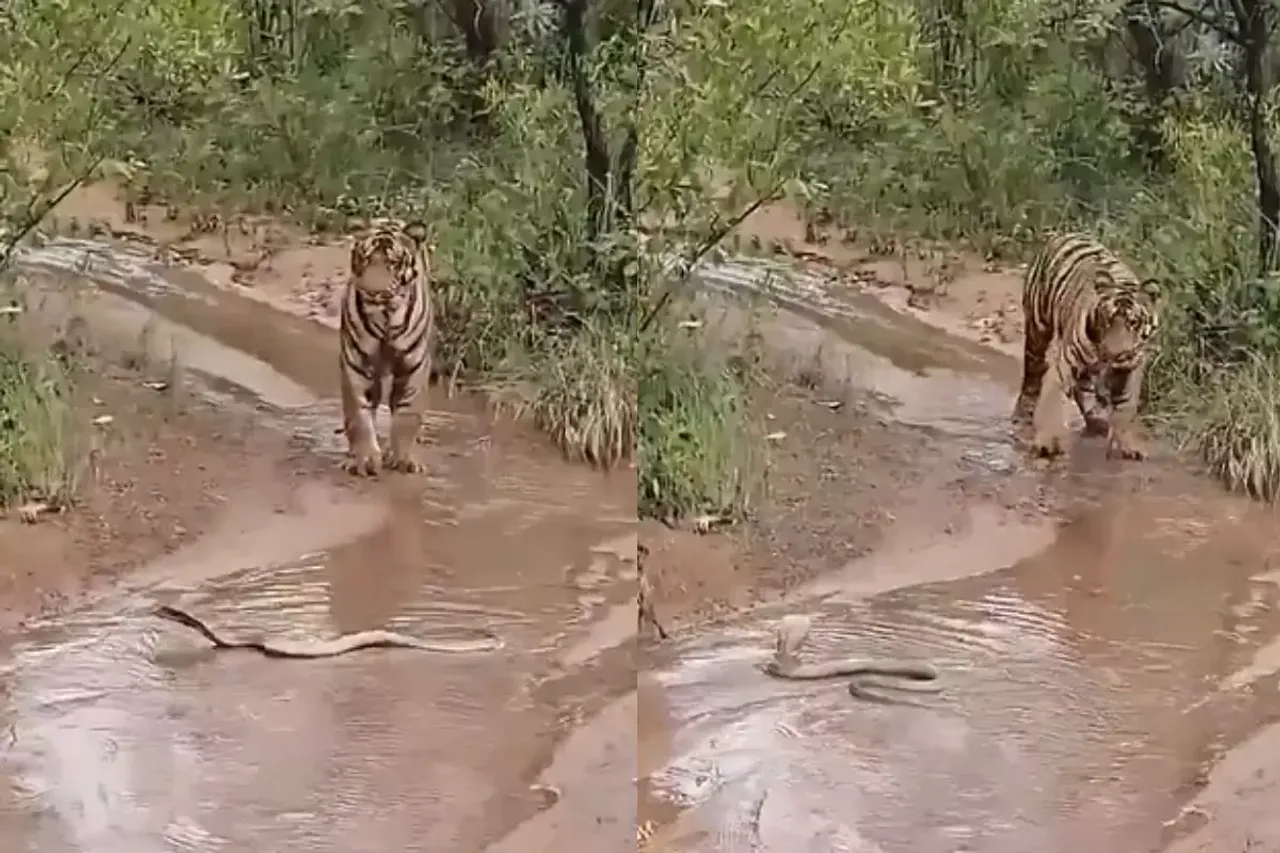 Animal Video