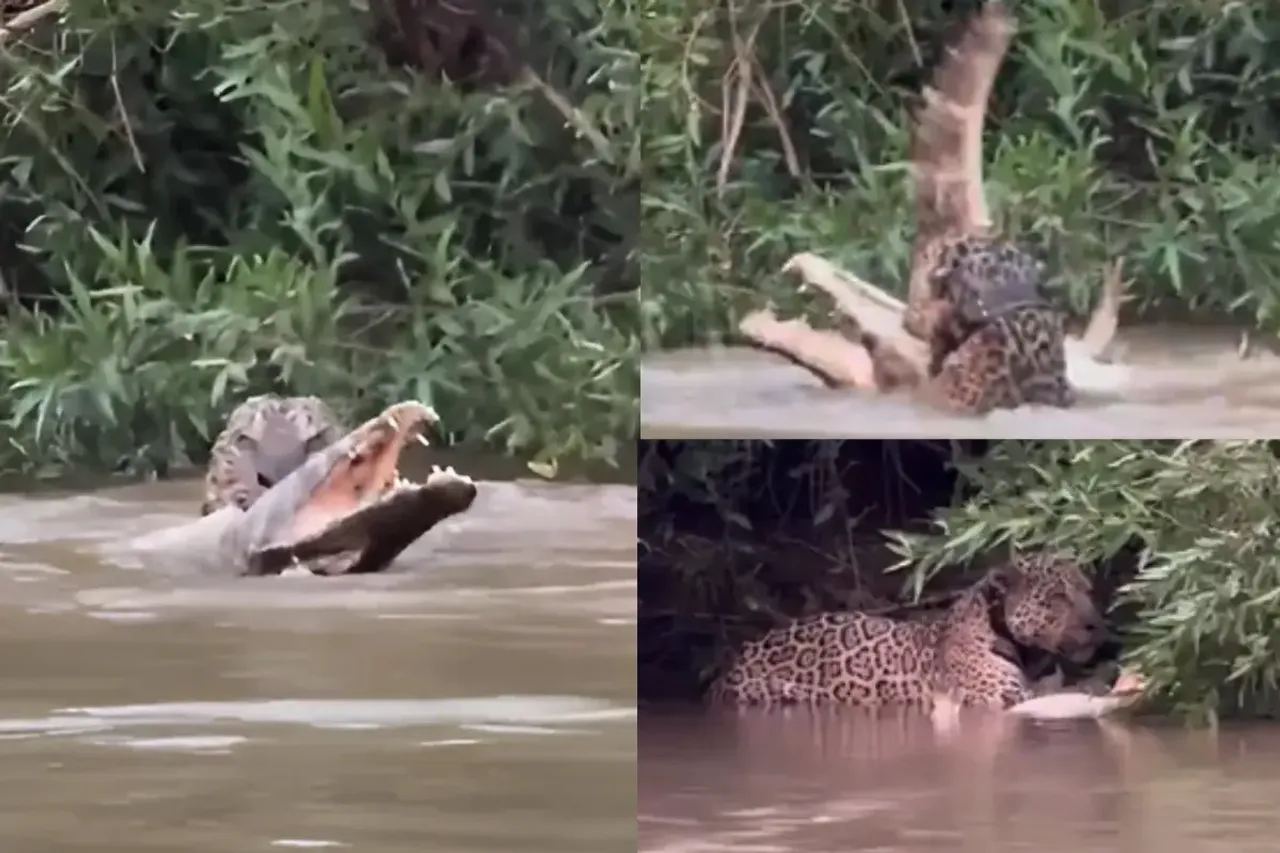 Animal Video