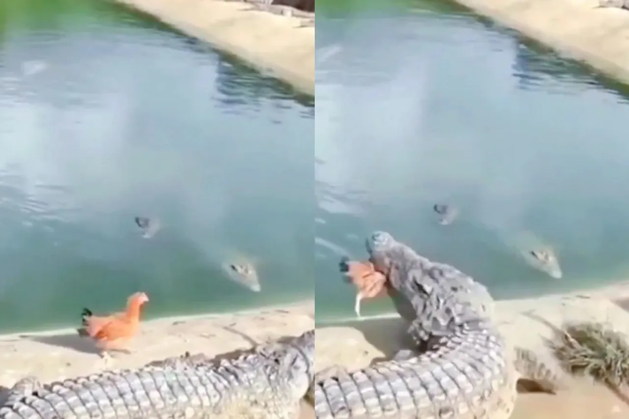 Animal Viral Video