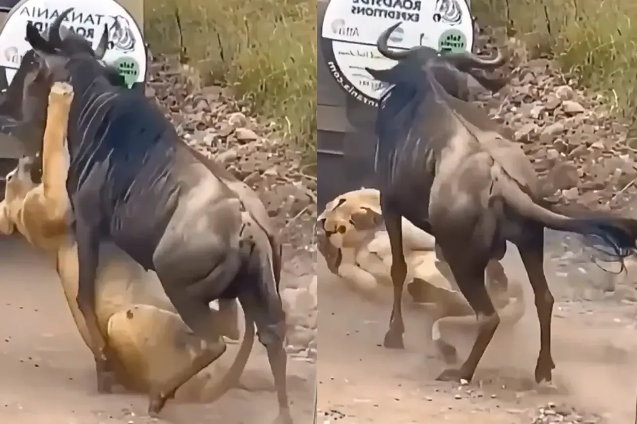 Animal Video