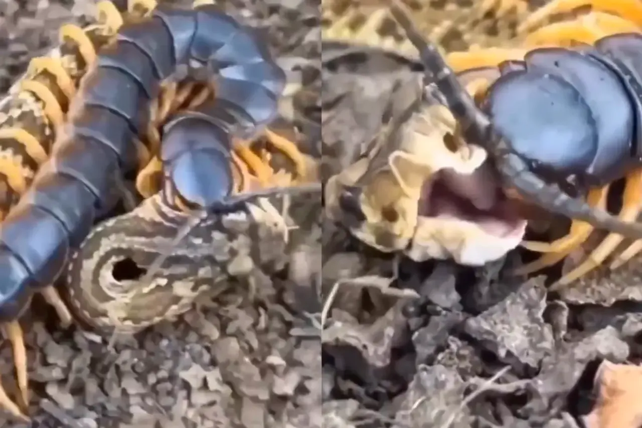 Animal Video