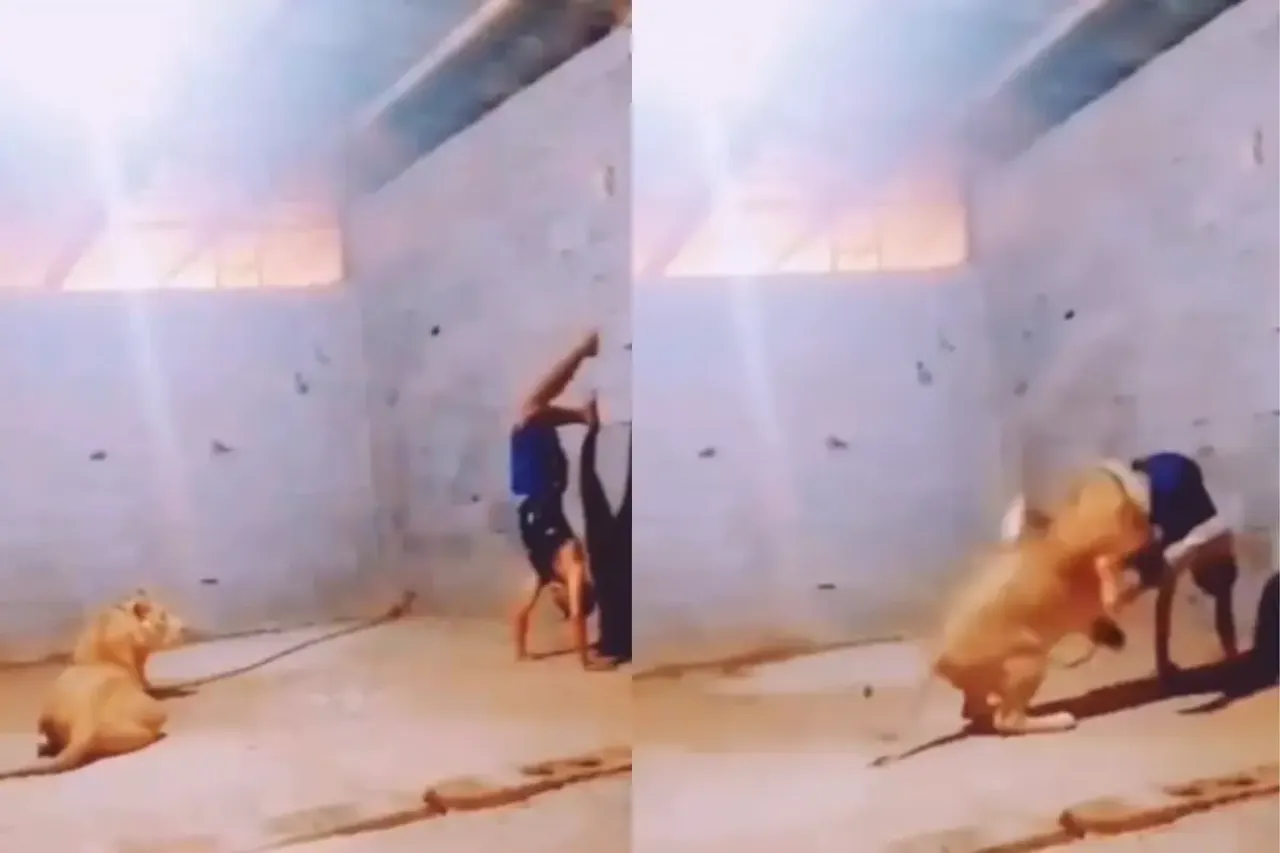 Animal Video