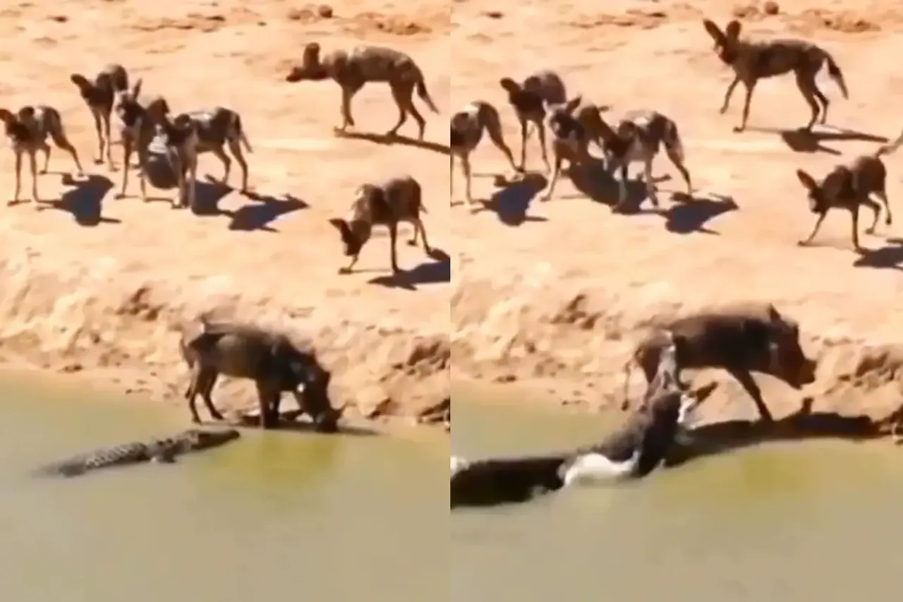 Animal Video