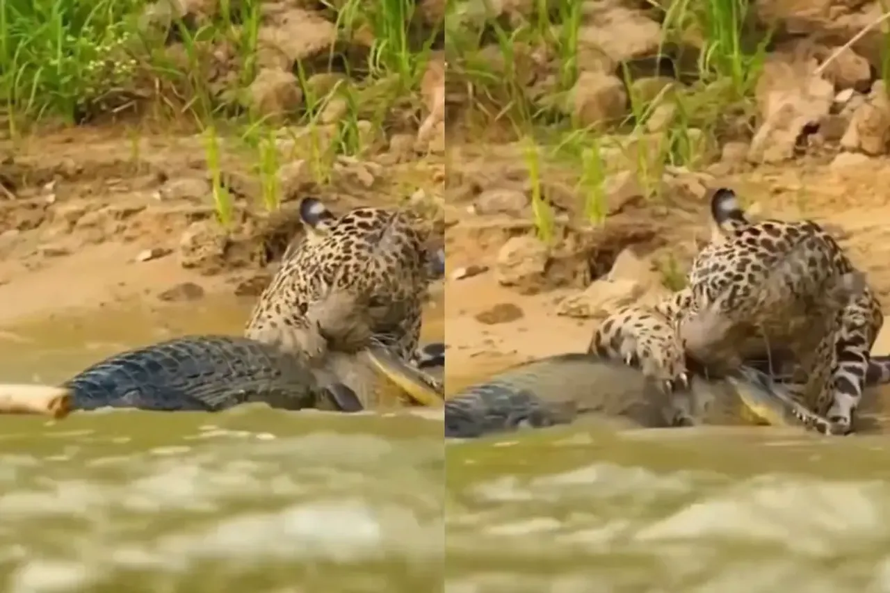 Animal Video